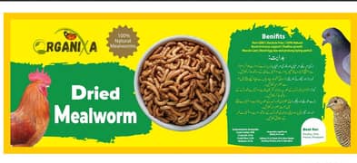 Mealworms live and Dried