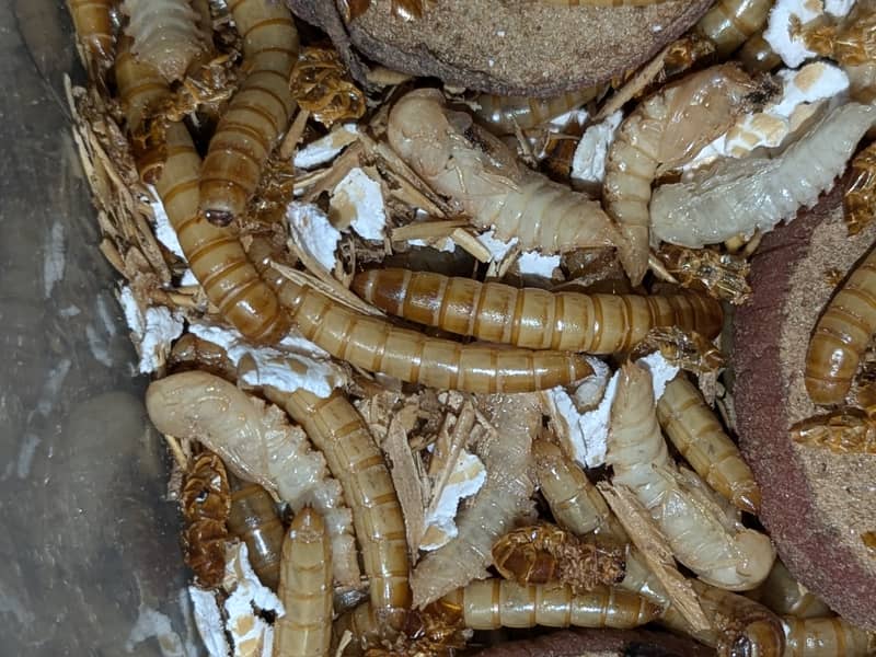 Mealworms live and Dried l Rs. 3000/kg l Rs. 3/mealworm 1