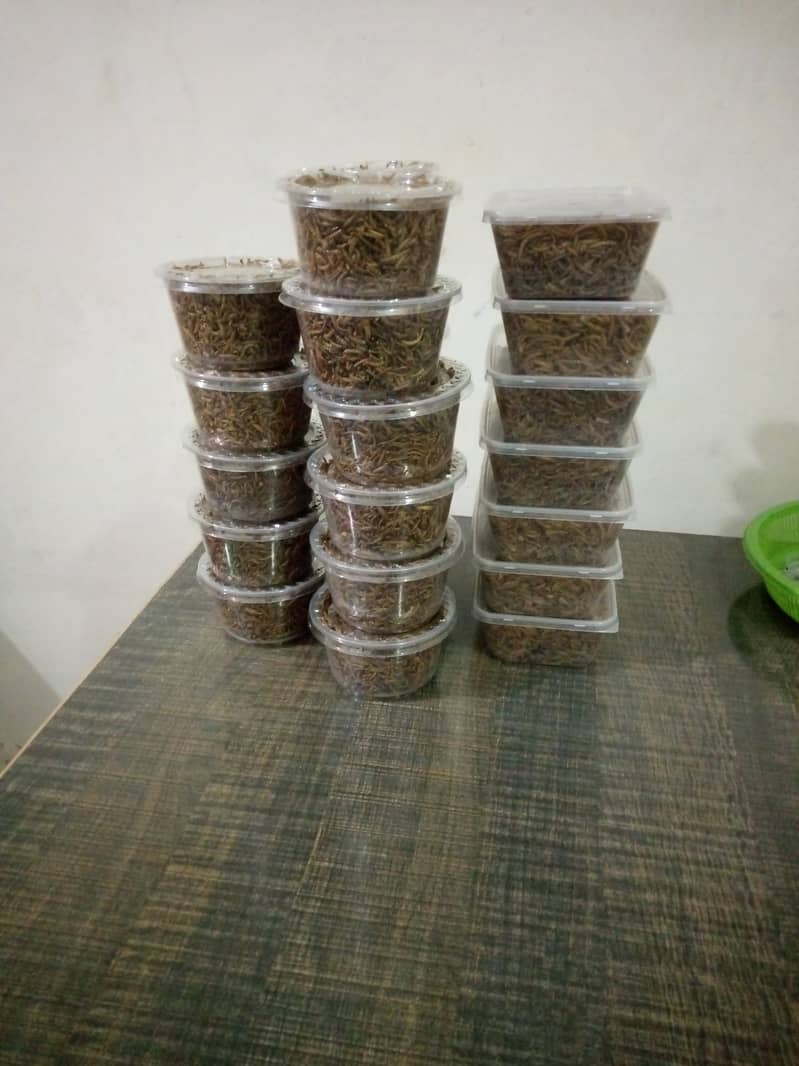 Mealworms live and Dried l Rs. 3000/kg l Rs. 3/mealworm 3