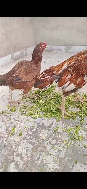 pure aseel high quality madiyan, murgi chicks available 7