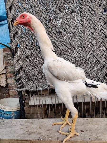 Pure Oh Shamo Aseel Females for sale 3