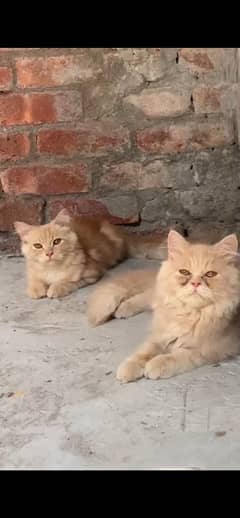 i am selling for Persian cats male for sale