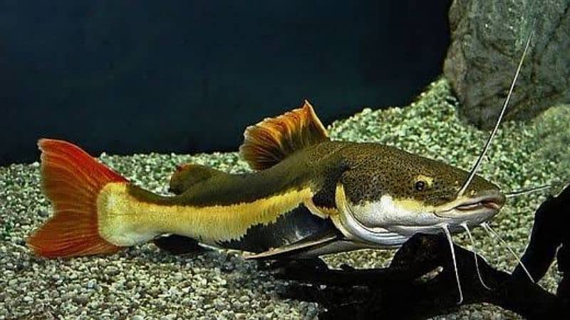 Redtail Catfish for sale 12" inch size 0