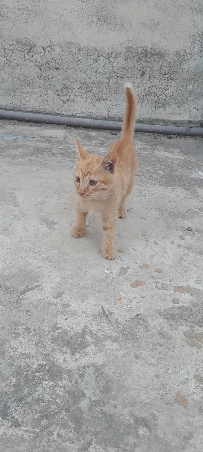 Male kitten age 2 months and female kiten age 6 months 0