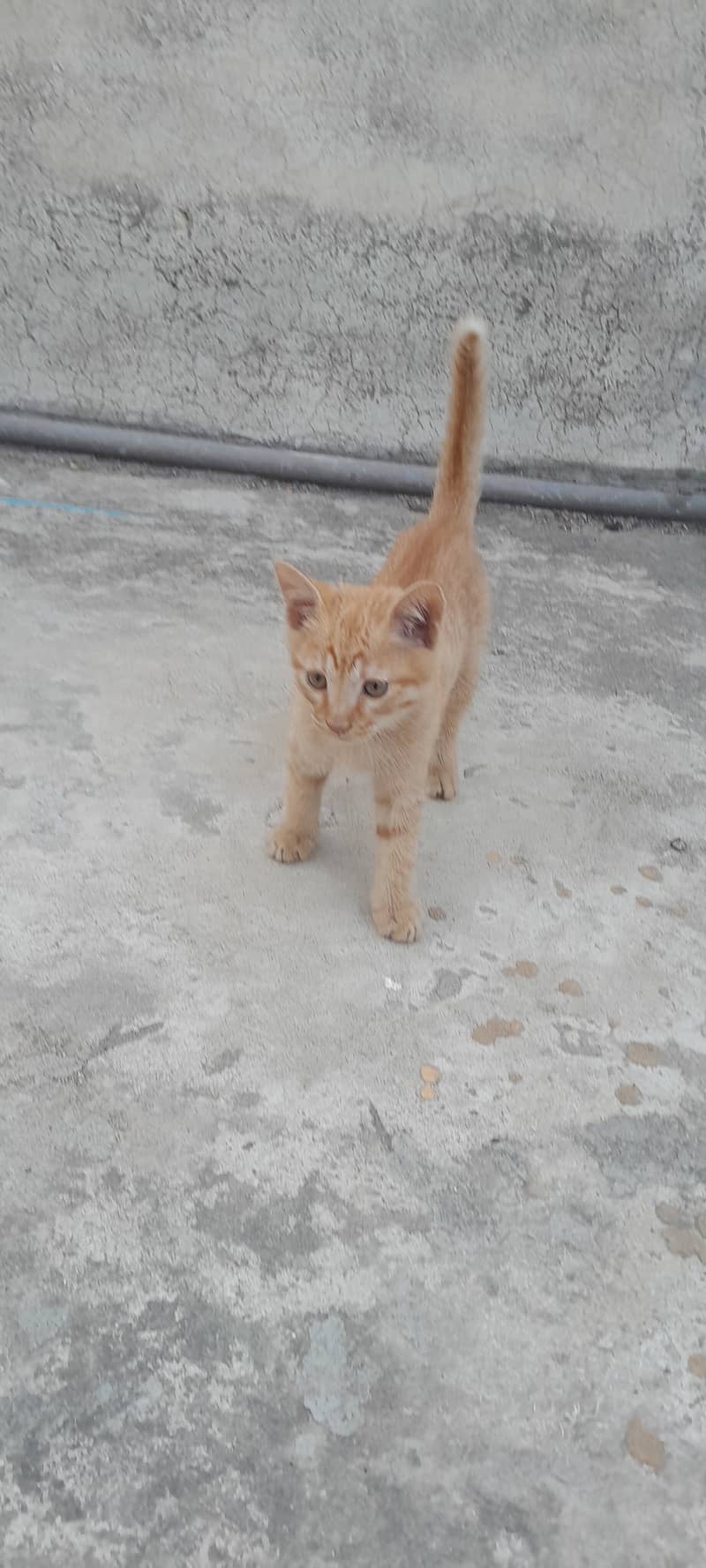 Male kitten age 2 months and female kiten age 6 months 3