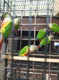 urgent sale high quality birds all kind of birds are available conure,