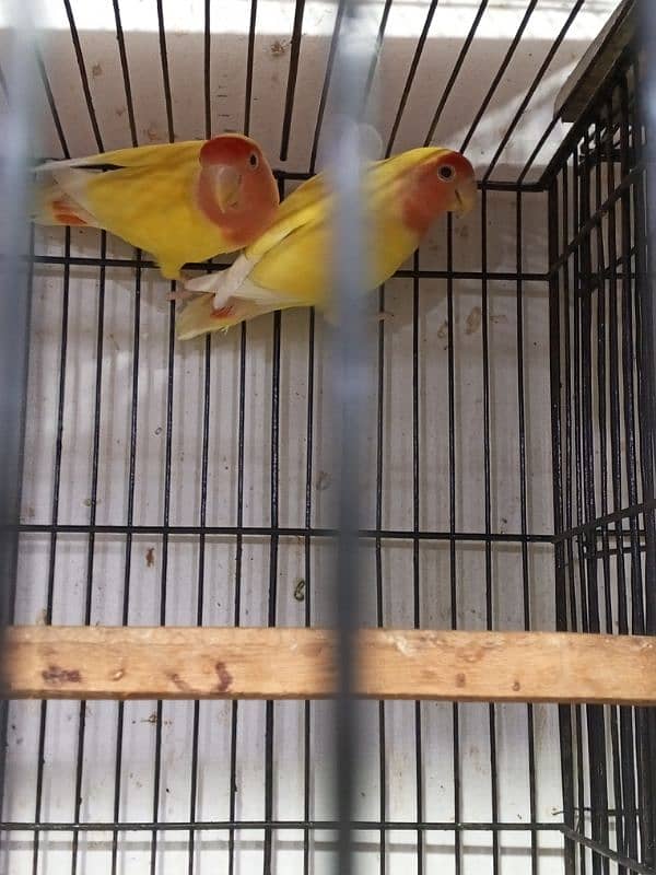 urgent sale high quality birds all kind of birds are available conure, 3