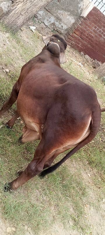 beautiful Gena breed bachra for sale. Qurbani . 2