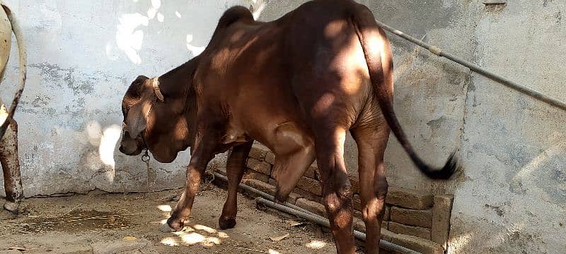 beautiful Gena breed bachra for sale. Qurbani . 3