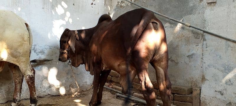 beautiful Gena breed bachra for sale. Qurbani . 4