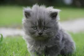 smoke grey Persian kitten 3rpl coat