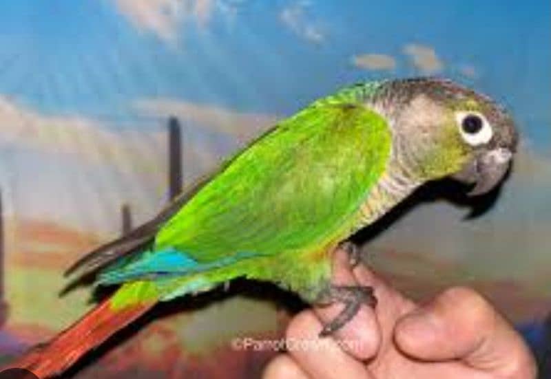 Small conure  Lovely and Friendly's hand take  Age 9thmonth 1