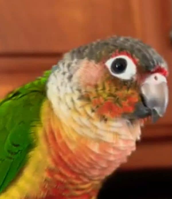 Small conure  Lovely and Friendly's hand take  Age 9thmonth 3