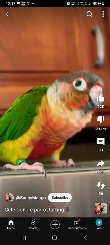 Small conure  Lovely and Friendly's hand take  Age 9thmonth 4