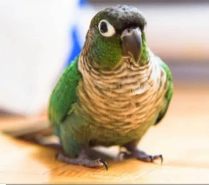 Small conure  Lovely and Friendly's hand take  Age 9thmonth 6