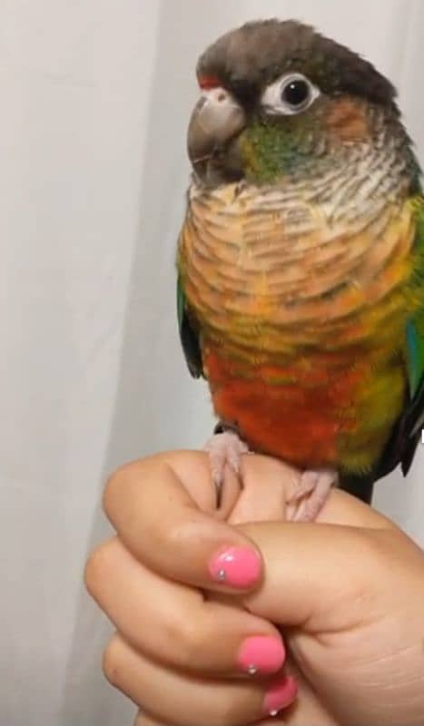 Small conure  Lovely and Friendly's hand take  Age 9thmonth 7