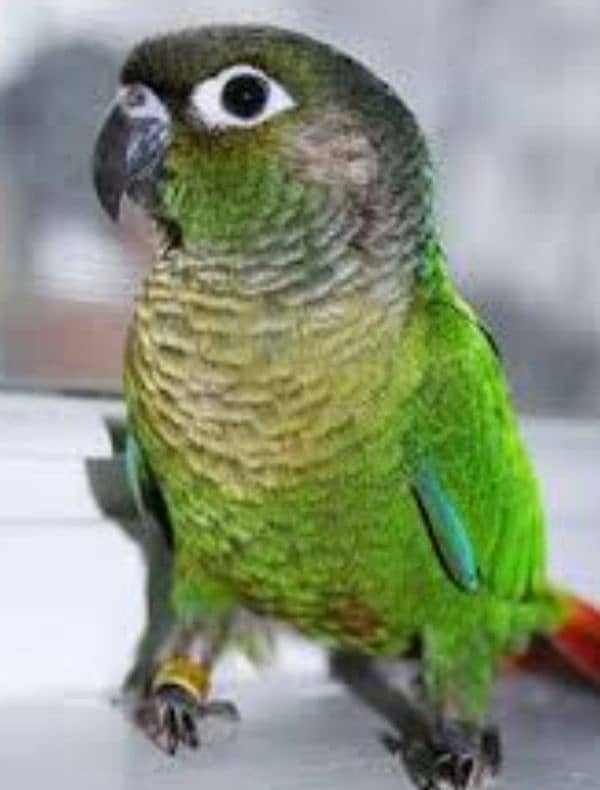 Small conure  Lovely and Friendly's hand take  Age 9thmonth 8