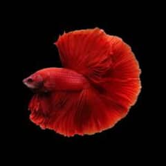 Halfmoon Betta