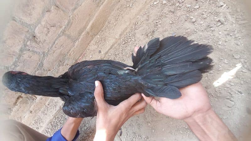 aseel hen for sale 03364142764 0