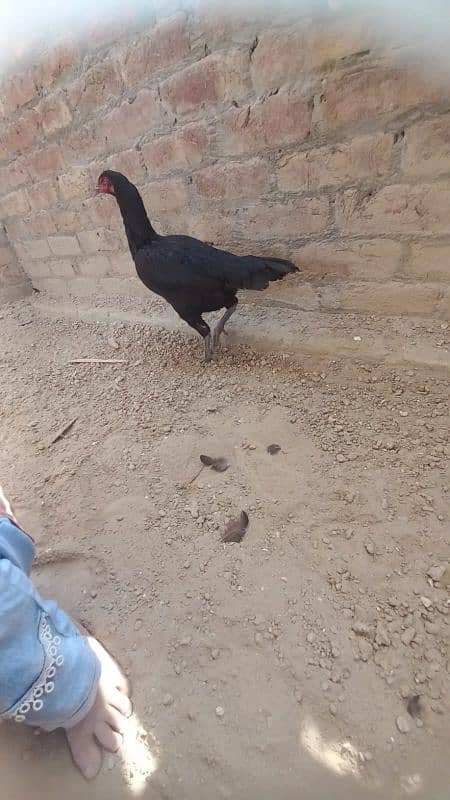 aseel hen for sale 03364142764 1