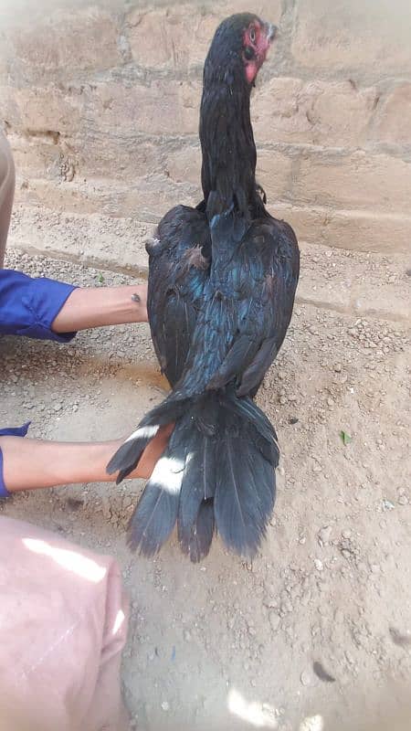 aseel hen for sale 03364142764 2