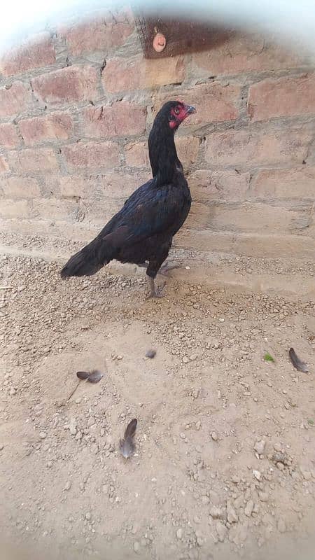 aseel hen for sale 03364142764 3