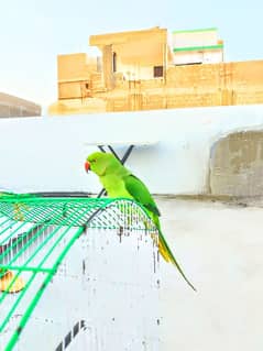 hand tame green parrot talking