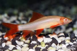 Rainbow Albino shark