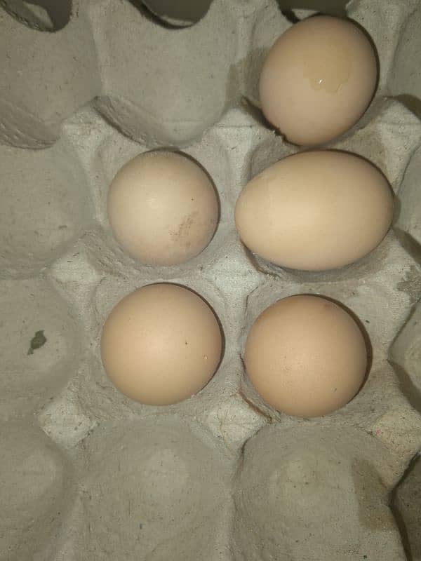 golden buff and diamond fertile eggs 0