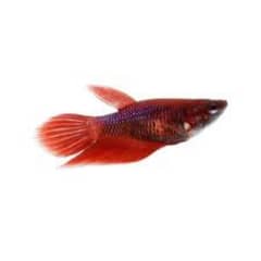 Betta breeder Females