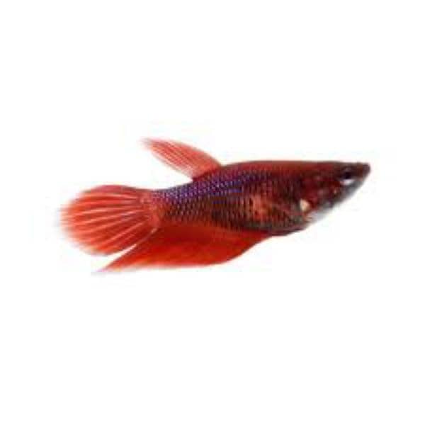 Betta breeder Females 0