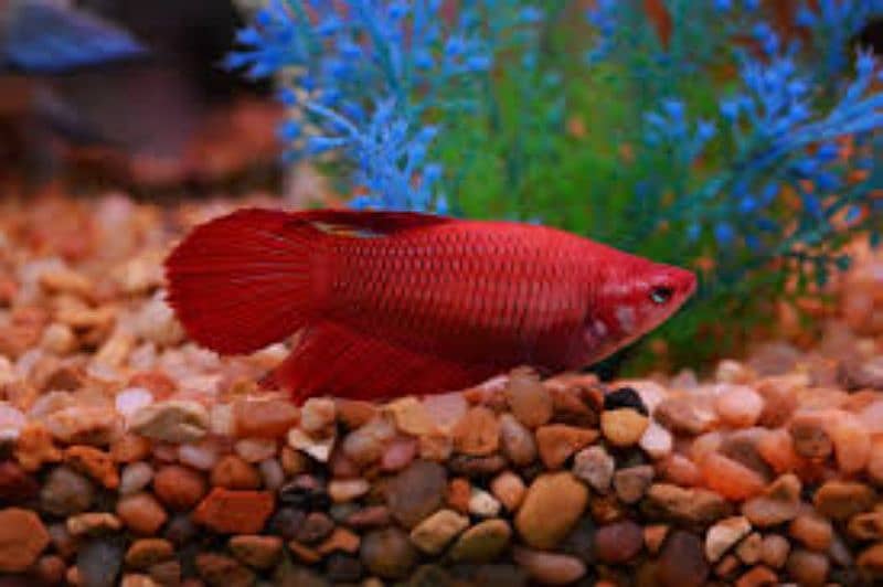 Betta breeder Females 1