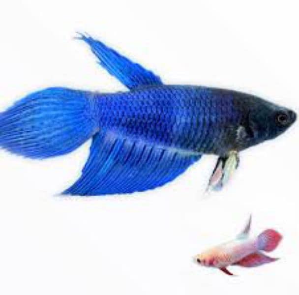 Betta breeder Females 2