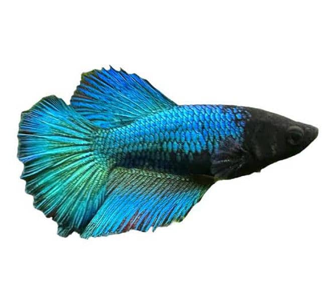 Betta breeder Females 3