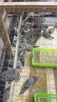 zebra finches