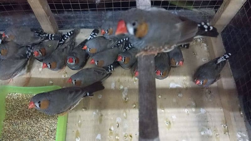 zebra finches 1