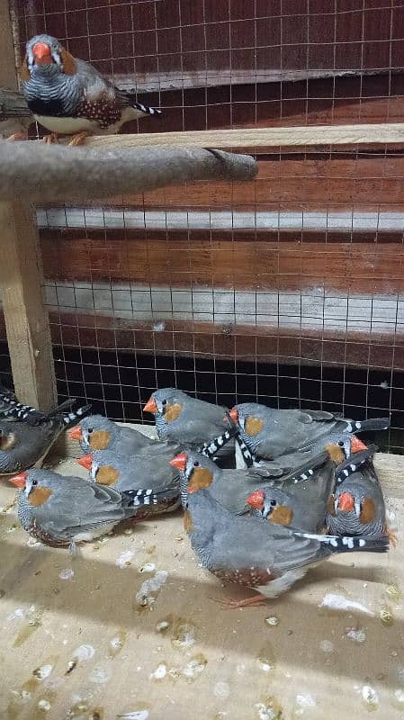 zebra finches 2