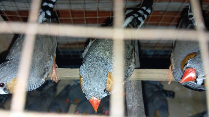 zebra finches 3