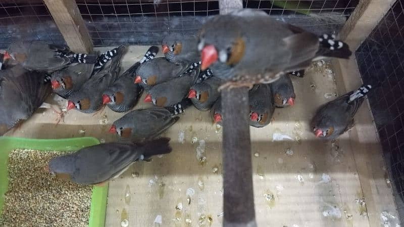 zebra finches 4