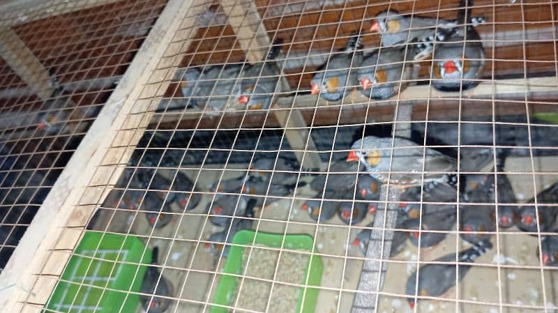 zebra finches 5