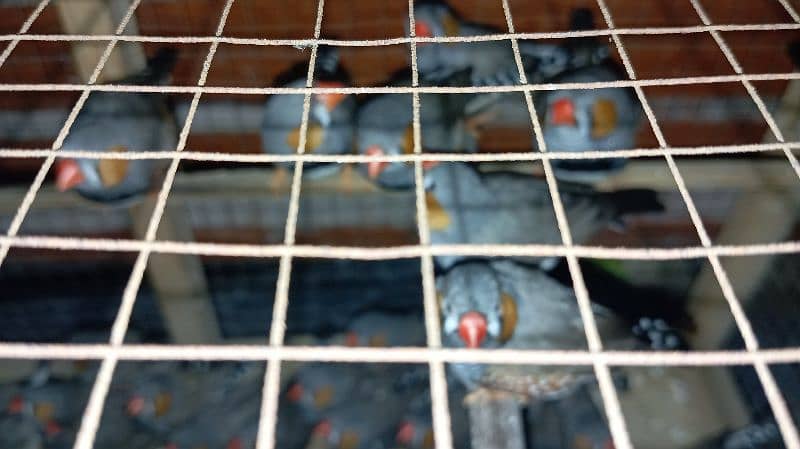 zebra finches 6