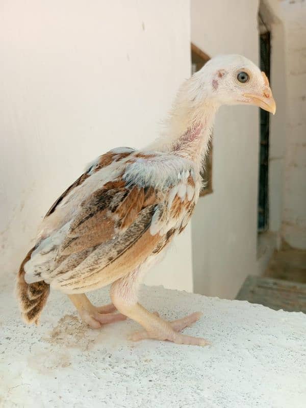 high quality Aseel chicks available 1