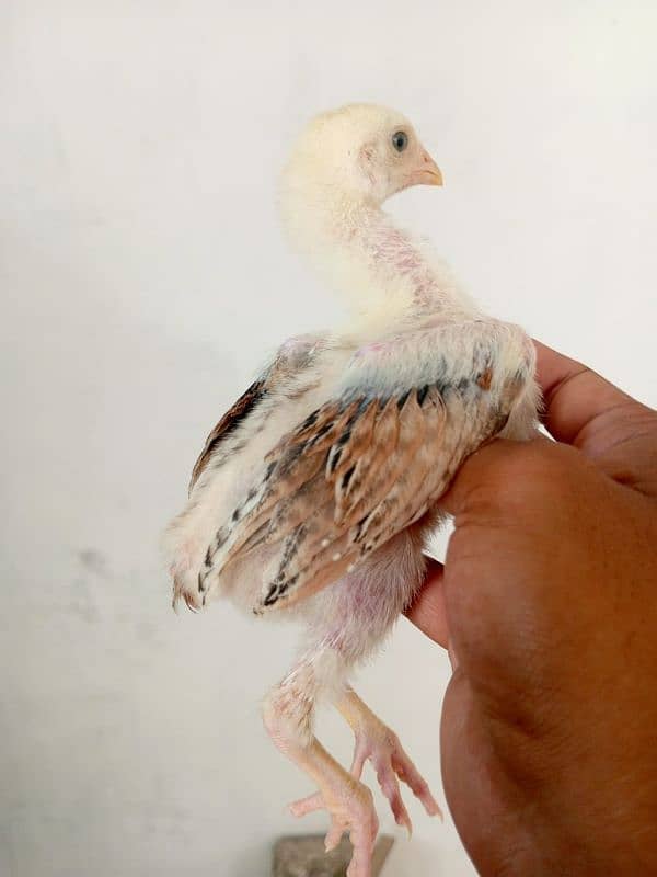 high quality Aseel chicks available 2