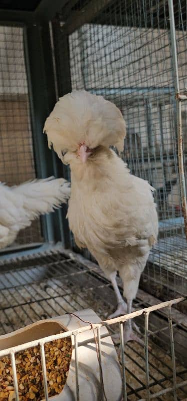 Silky,Polish,Bantam,heavy,ayam cemani 13