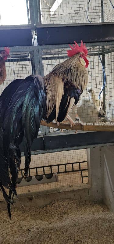 Silky,Polish,Bantam,heavy,ayam cemani 14