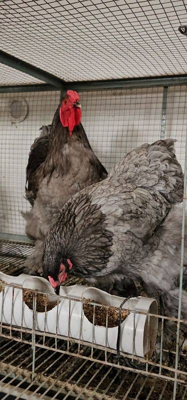 Silky,Polish,Bantam,heavy,ayam cemani 15