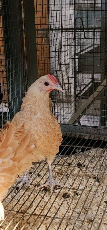 Silky,Polish,Bantam,heavy,ayam cemani 16