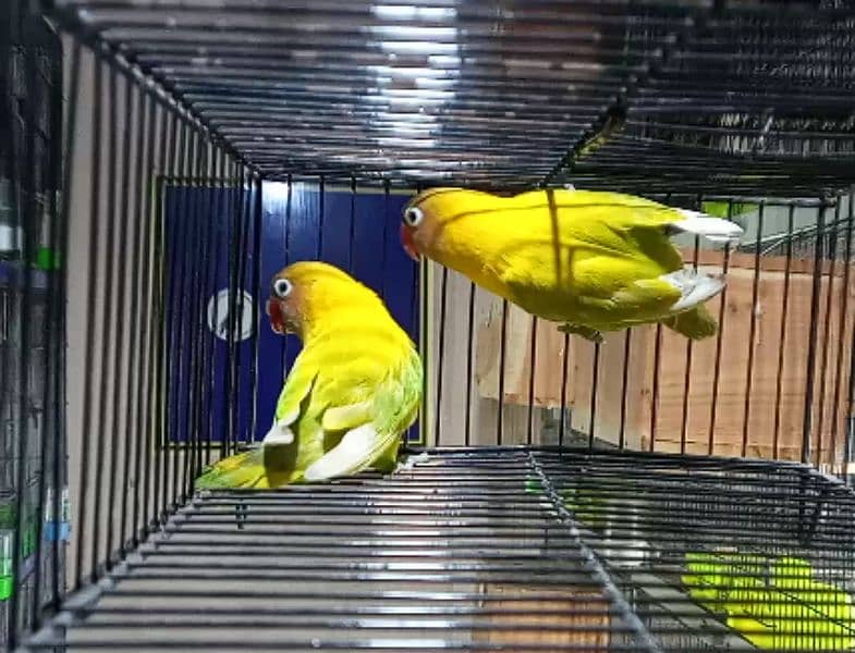 Love Birds, Green Fischer, Albino Red Eyes, Parblue 03317862112 0