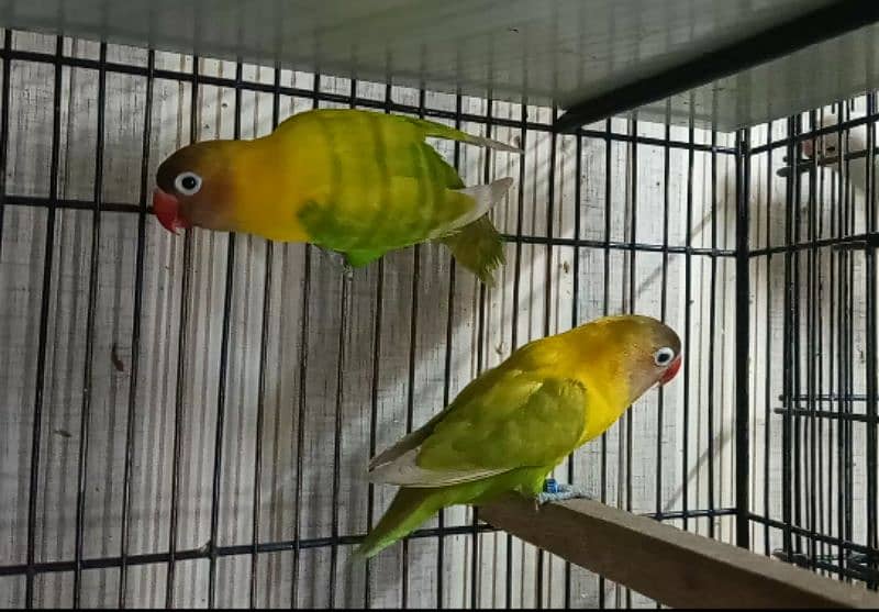 Love Birds, Green Fischer, Albino Red Eyes, Parblue 03317862112 1