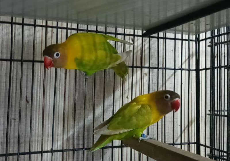 Love Birds, Green Fischer, Albino Red Eyes, Parblue 03317862112 2